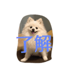 もふもふポメラニアンふーたろー（個別スタンプ：4）