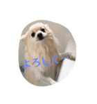 もふもふポメラニアンふーたろー（個別スタンプ：5）