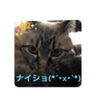 もちゃ14（個別スタンプ：2）