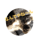 もちゃ14（個別スタンプ：11）