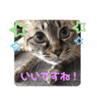 もちゃ14（個別スタンプ：16）