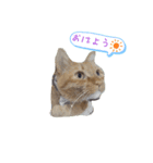 チョコ＆こはちゃん 2（個別スタンプ：2）