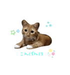 チョコ＆こはちゃん 2（個別スタンプ：3）