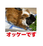 ライトさん2（個別スタンプ：3）