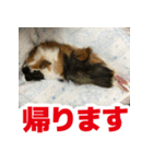 ライトさん2（個別スタンプ：4）