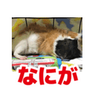 ライトさん2（個別スタンプ：8）