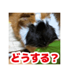 ライトさん2（個別スタンプ：13）