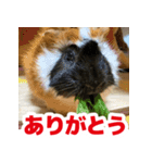 ライトさん2（個別スタンプ：14）