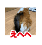ライトさん2（個別スタンプ：16）