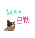 にゃんこの一言スタンプ（個別スタンプ：2）