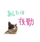 にゃんこの一言スタンプ（個別スタンプ：3）