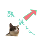 にゃんこの一言スタンプ（個別スタンプ：6）