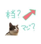 にゃんこの一言スタンプ（個別スタンプ：7）