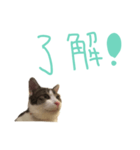 にゃんこの一言スタンプ（個別スタンプ：8）