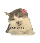 いぬいぬいぬねこいぬねこ（個別スタンプ：2）