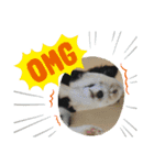 いぬいぬいぬねこいぬねこ（個別スタンプ：4）