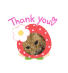 いぬいぬいぬねこいぬねこ（個別スタンプ：12）