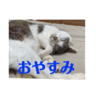 いぬいぬいぬねこいぬねこ（個別スタンプ：13）