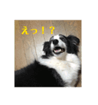 いぬいぬいぬねこいぬねこ（個別スタンプ：14）