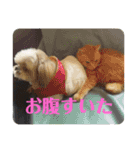いぬいぬいぬねこいぬねこ（個別スタンプ：15）