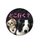 いぬいぬいぬねこいぬねこ（個別スタンプ：16）