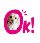 ダックスxペキニーズmix犬マームU・x・U（個別スタンプ：1）