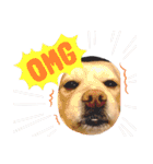 ダックスxペキニーズmix犬マームU・x・U（個別スタンプ：2）