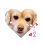 ダックスxペキニーズmix犬マームU・x・U（個別スタンプ：5）