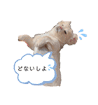 ダックスxペキニーズmix犬マームU・x・U（個別スタンプ：10）