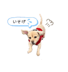 ダックスxペキニーズmix犬マームU・x・U（個別スタンプ：11）