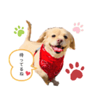 ダックスxペキニーズmix犬マームU・x・U（個別スタンプ：12）