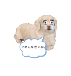 ダックスxペキニーズmix犬マームU・x・U（個別スタンプ：13）