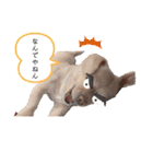 ダックスxペキニーズmix犬マームU・x・U（個別スタンプ：15）