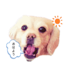 ダックスxペキニーズmix犬マームU・x・U（個別スタンプ：17）