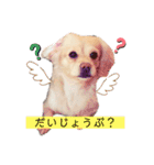ダックスxペキニーズmix犬マームU・x・U（個別スタンプ：18）