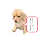 ダックスxペキニーズmix犬マームU・x・U（個別スタンプ：19）