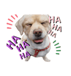 ダックスxペキニーズmix犬マームU・x・U（個別スタンプ：20）