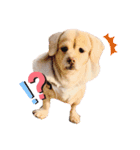 ダックスxペキニーズmix犬マームU・x・U（個別スタンプ：21）
