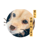 ダックスxペキニーズmix犬マームU・x・U（個別スタンプ：23）