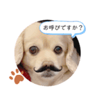 ダックスxペキニーズmix犬マームU・x・U（個別スタンプ：24）