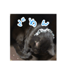 泥棒シエルくん（個別スタンプ：11）
