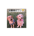 エイトの日常stamp（個別スタンプ：6）