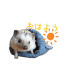 ハリネズミふーちゃんの日常（個別スタンプ：1）