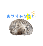 ハリネズミふーちゃんの日常（個別スタンプ：2）