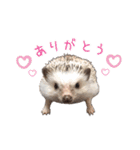 ハリネズミふーちゃんの日常（個別スタンプ：5）