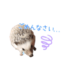 ハリネズミふーちゃんの日常（個別スタンプ：6）