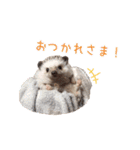 ハリネズミふーちゃんの日常（個別スタンプ：7）
