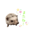 ハリネズミふーちゃんの日常（個別スタンプ：8）