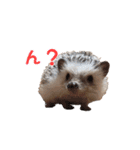 ハリネズミふーちゃんの日常（個別スタンプ：11）