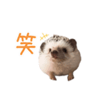 ハリネズミふーちゃんの日常（個別スタンプ：12）